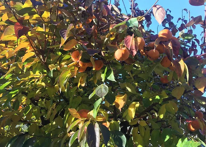 Huber Μπολζάνο